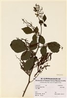 藏品(波葉山螞蝗)的圖片